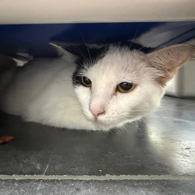 An adult medium-sized female Black Domestic Short Hair cat named Ortiz for adoption in Clearwater, FL