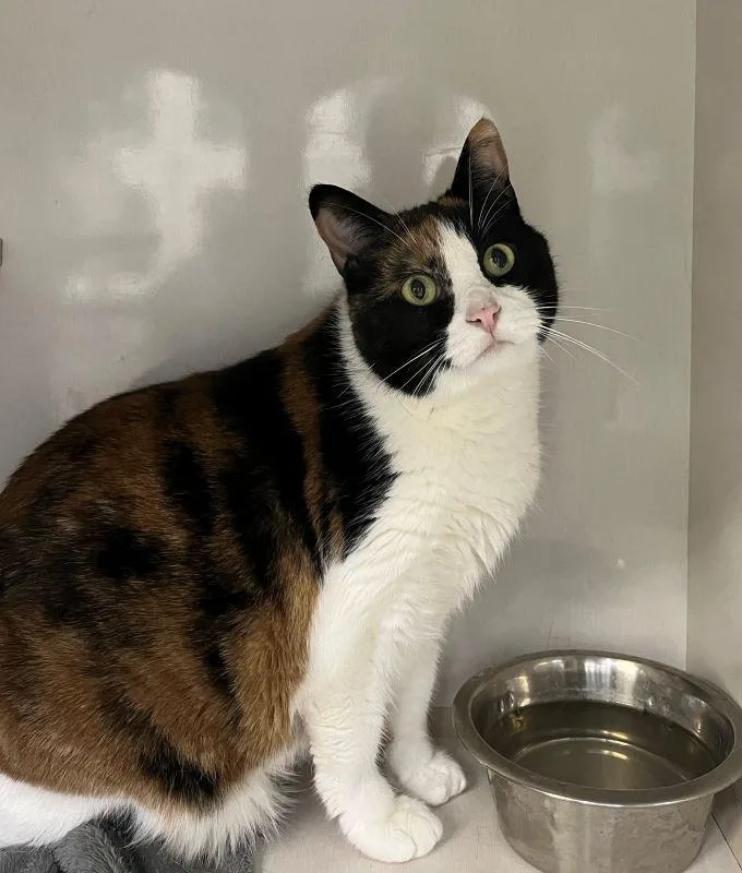 A senior medium-sized female Domestic Short Hair cat named Demi for adoption in Genoa, IL