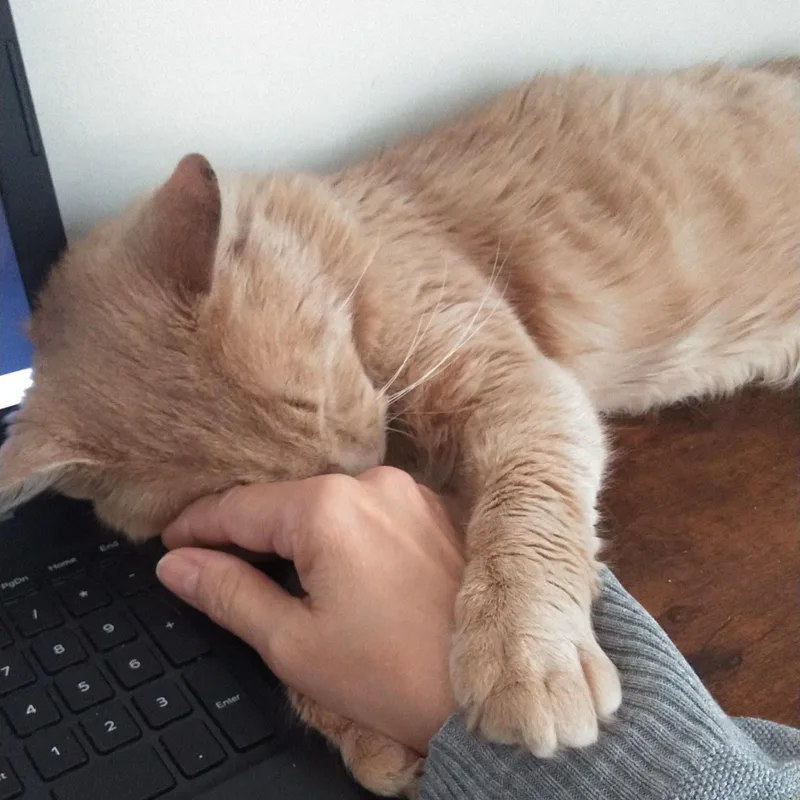 Brendan B.  Puppy thumbnail 2