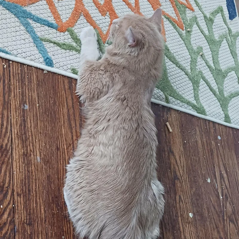 Brendan B.  Puppy thumbnail 3