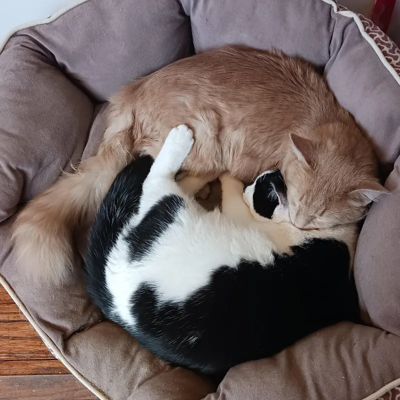 Brendan B.  Puppy thumbnail 4