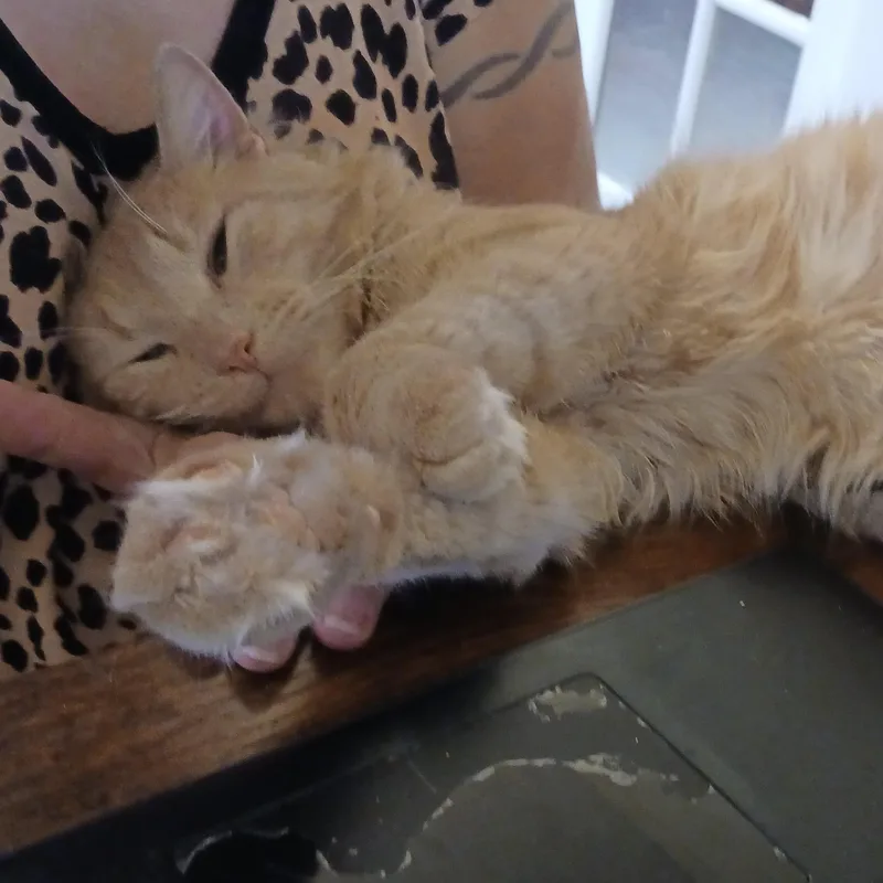 Brendan B.  Puppy thumbnail 5