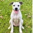 A baby medium-sized female Terrier dog named Roo for adoption in Tampa, FL