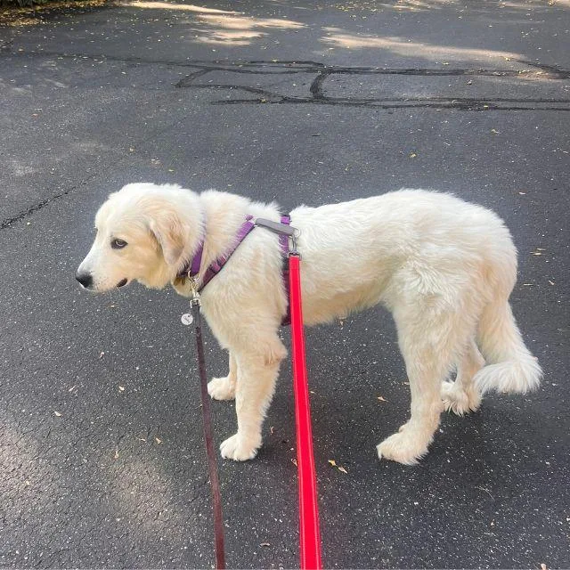 A young large-sized female Golden Retriever dog named Winnie for adoption in Minnetonka, MN