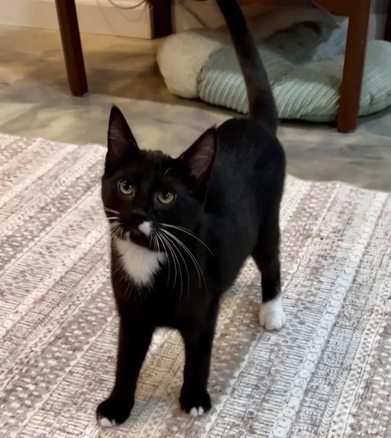 A baby medium-sized female Domestic Short Hair cat named PippiLongstocking for adoption in Walled Lake, MI