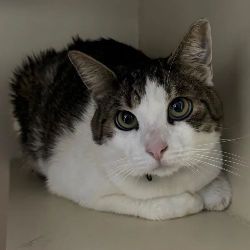 An adult large-sized male White Domestic Short Hair cat named Chase for adoption in Las Vegas, NV