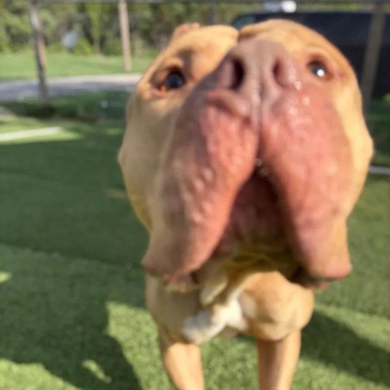 An adult large-sized male Golden Mixed Breed dog named Hudson for adoption in Batavia, OH