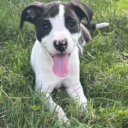 A baby large-sized female Black American Staffordshire Terrier dog named Babette for adoption in Georgetown, KY