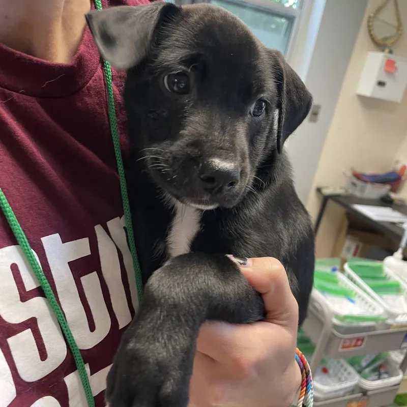 A baby small-sized male White / Cream Mixed Breed dog named Brachiosaurus for adoption in Austin, TX