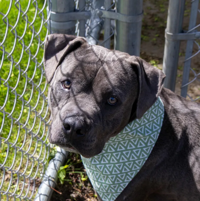 An adult large-sized male Gray / Blue / Silver Mixed Breed dog named Rhino for adoption in Mount Pleasant, MI