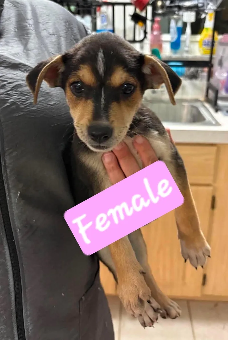 A baby medium-sized male Retriever dog named Crawford Cuties for adoption in Brooksville, FL