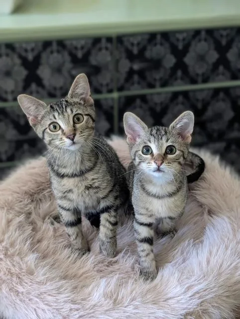 A baby medium-sized male Tabby (Brown / Chocolate) Domestic Short Hair cat named Tater & Meatloaf for adoption in Murfreesboro, TN