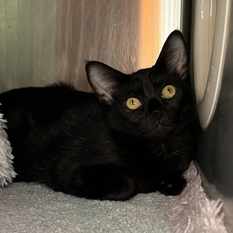 A baby medium-sized female Black Domestic Short Hair cat named Kauai for adoption in Palm Springs, CA
