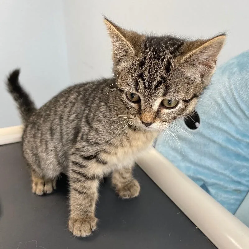 A young medium-sized female Tabby cat named Tapioca for adoption in Roanoke, VA