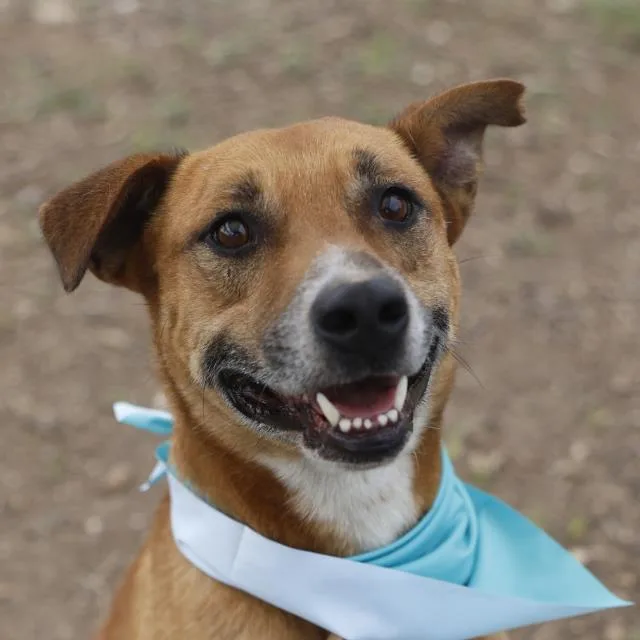 An adult medium-sized male Terrier dog named Greg for adoption in San Antonio, TX