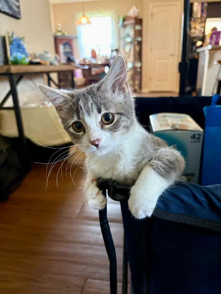 A baby small-sized male Domestic Short Hair cat named Stuart for adoption in Darien, GA
