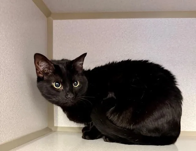 An adult medium-sized female Black Domestic Short Hair cat named Stevie for adoption in Winter Haven, FL