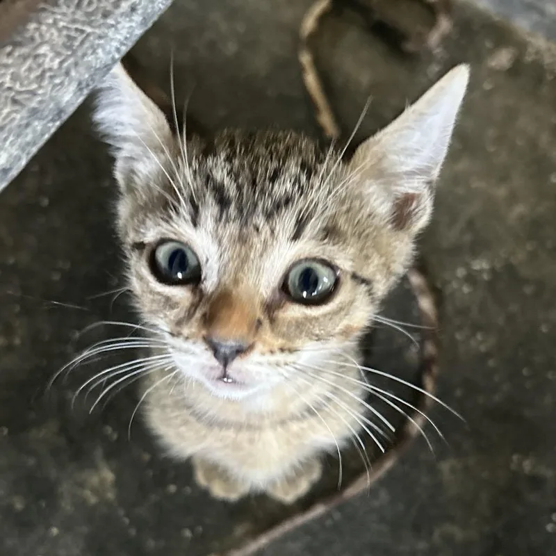 Tom