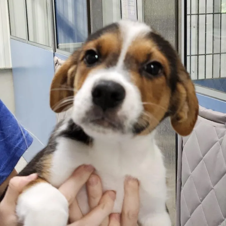 A baby medium-sized male Terrier dog named Journey's Puppies for adoption in House Springs, MO