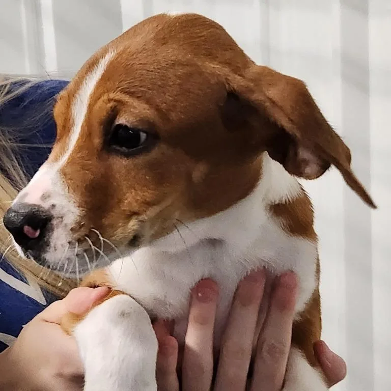 Journey's Puppies thumbnail 2