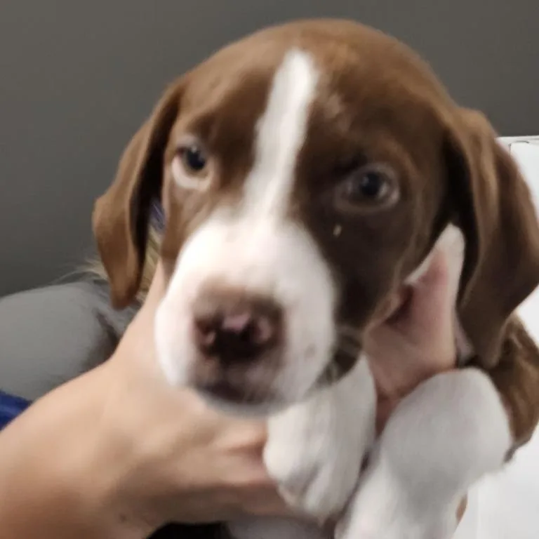 Journey's Puppies thumbnail 3