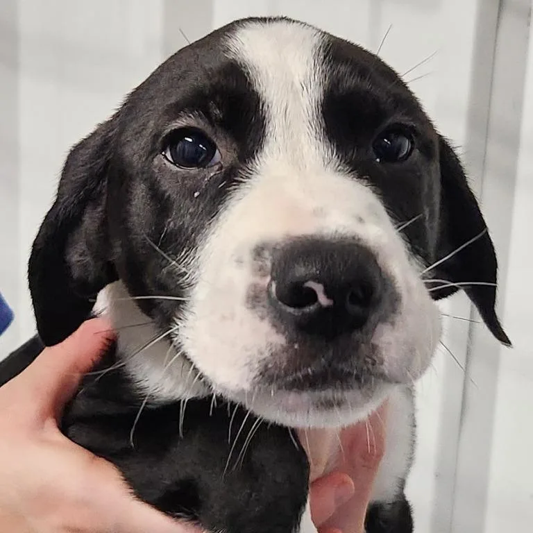 Journey's Puppies thumbnail 4