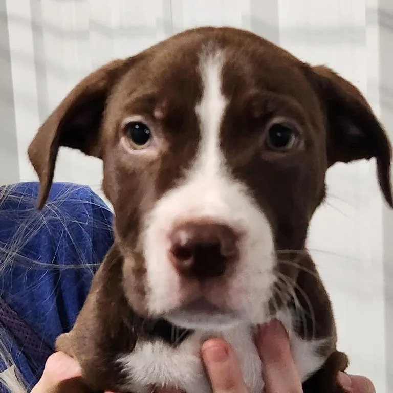 Journey's Puppies thumbnail 5
