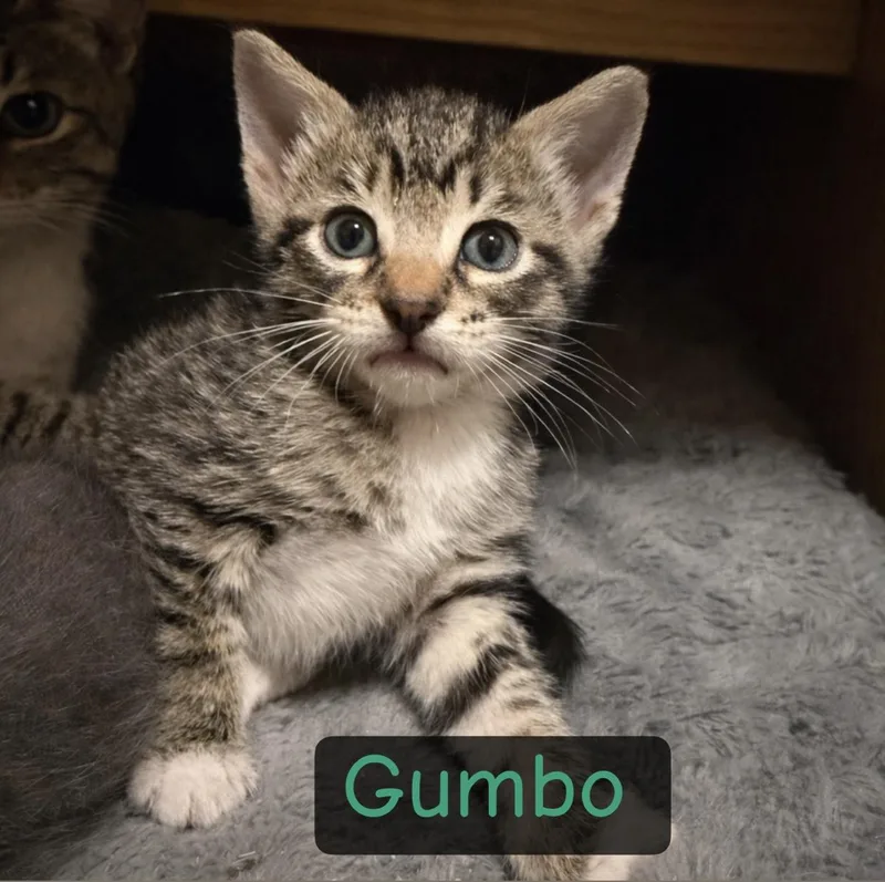 Gumbo