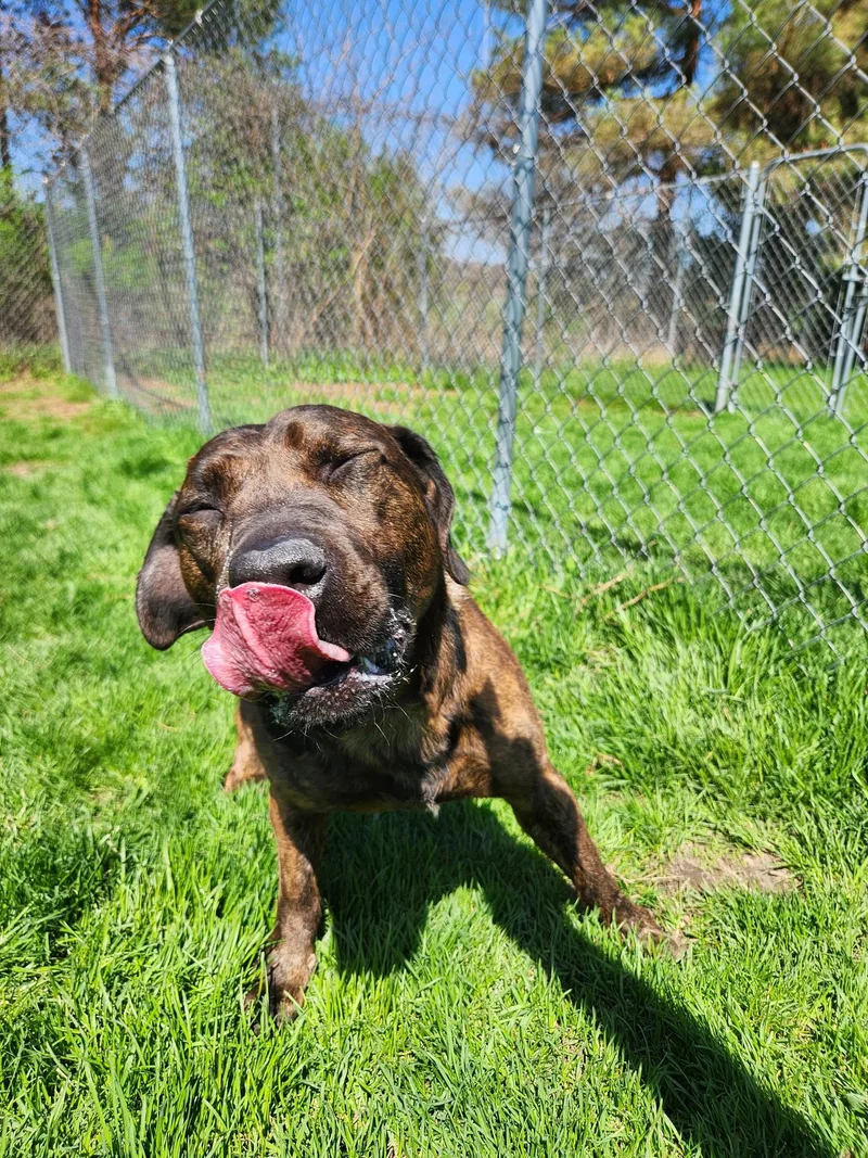 An adult medium-sized male Pit Bull Terrier dog named Baker for adoption in Caro, MI