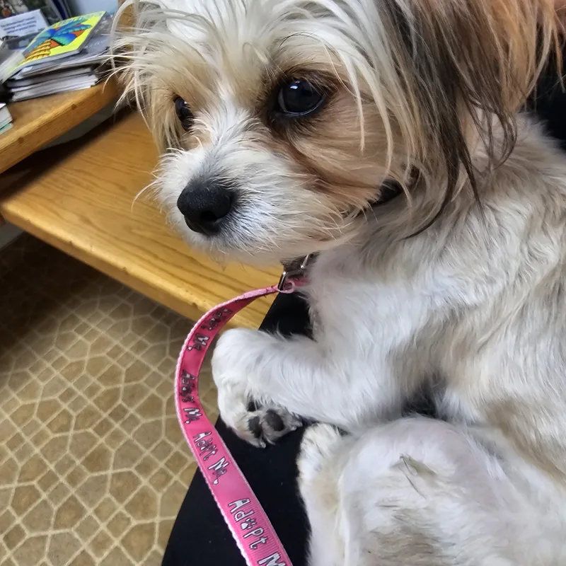 A young small-sized male Apricot / Beige Shih Tzu dog named Banderas for adoption in Greenfield, CA