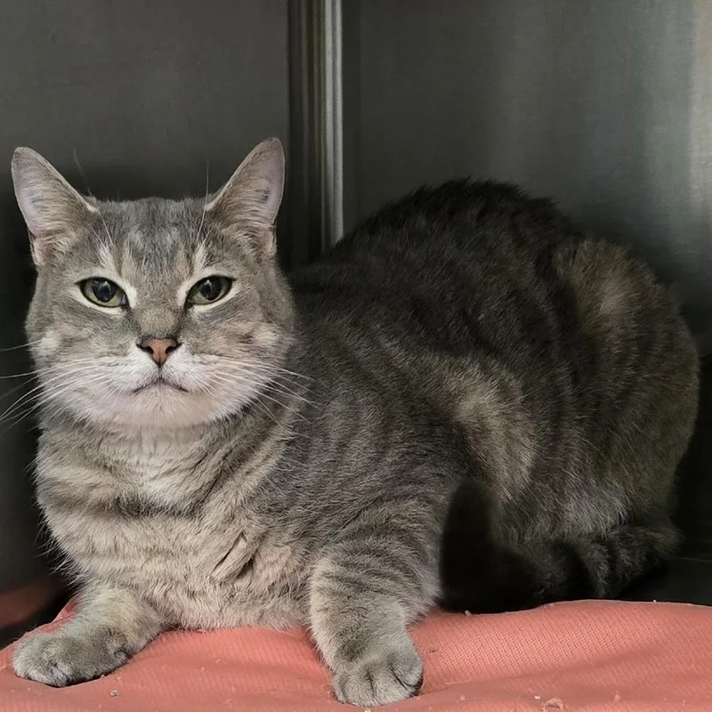 A young medium-sized female Gray / Blue / Silver Domestic Short Hair cat named Wilda for adoption in Washburn, MO
