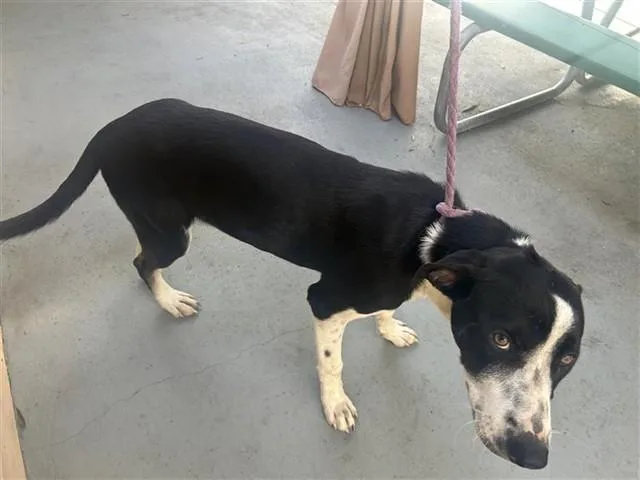 A young medium-sized male Labrador Retriever dog named Moose for adoption in Houston, TX