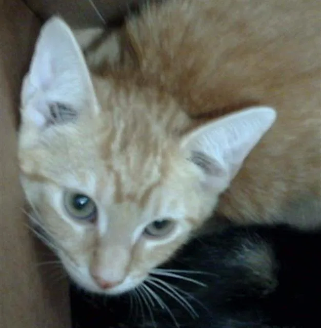 A baby medium-sized male Domestic Medium Hair cat named Tommy for adoption in Dallas, TX