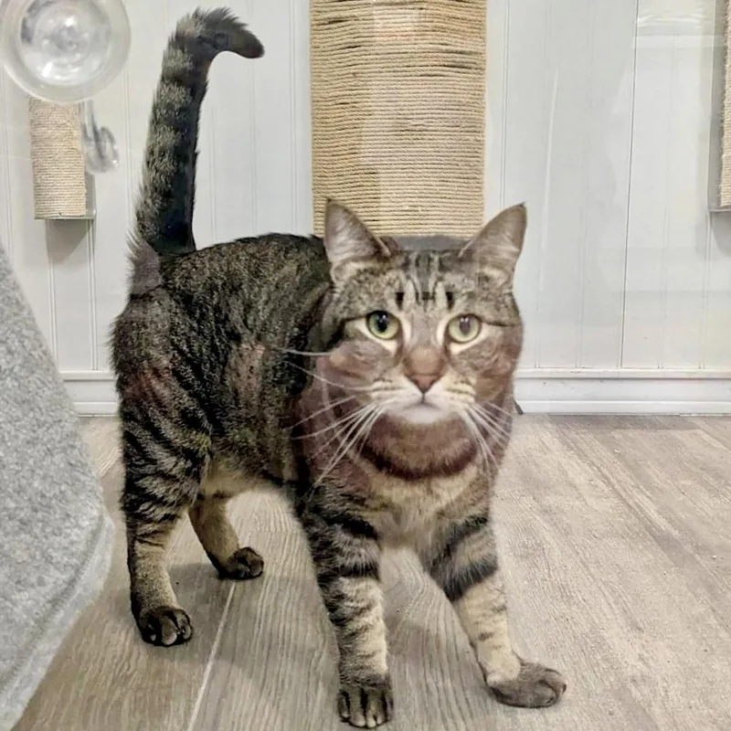 An adult medium-sized female Domestic Short Hair cat named Barb for adoption in Los Angeles, CA