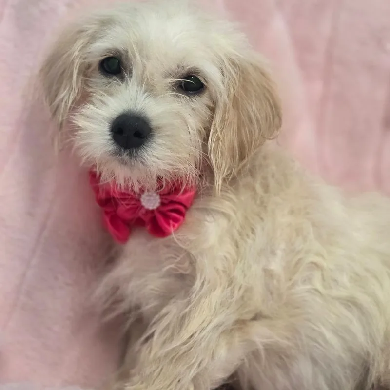 A baby small-sized female Chihuahua dog named Marilyn Monroe for adoption in Wiggins, MS