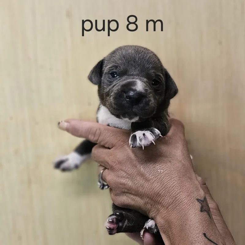Goldieloxx Pup Vinny thumbnail 3