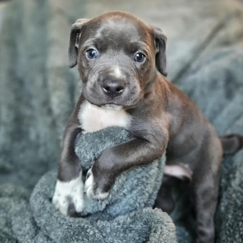 Goldieloxx Pup Vinny thumbnail 4
