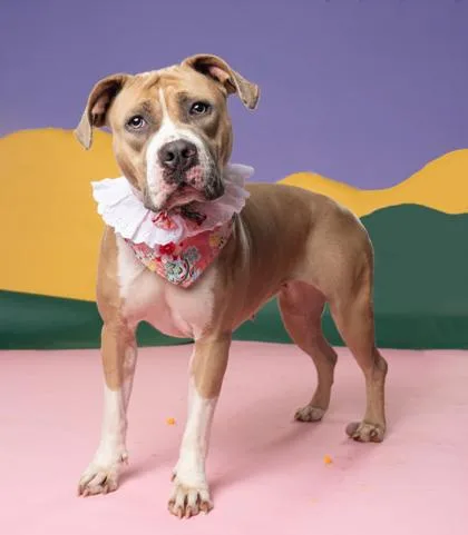 An adult medium-sized female Mixed Breed dog named Layla for adoption in Atlanta, GA