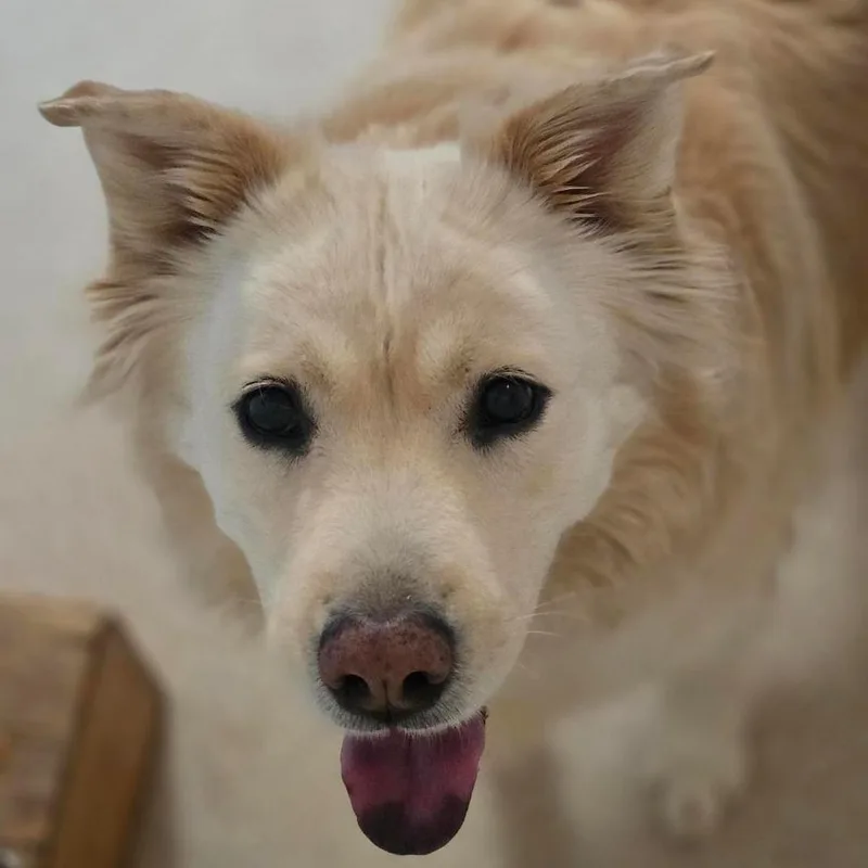 Blondie thumbnail 4