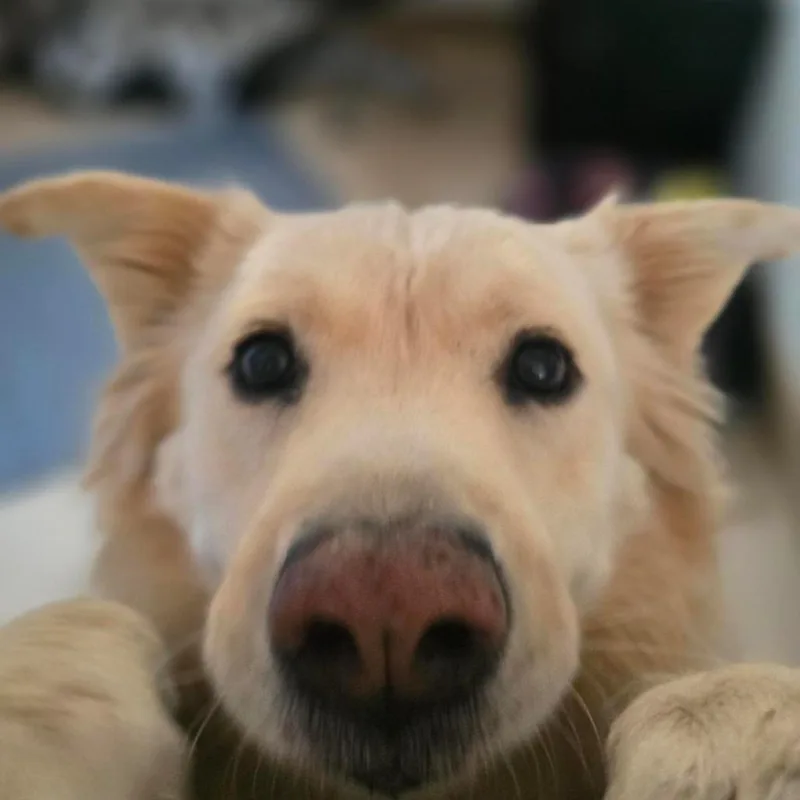 Blondie thumbnail 5