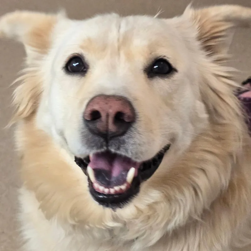 Blondie thumbnail 6