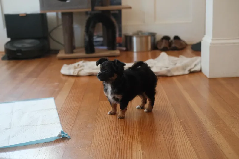 A baby small-sized male Chihuahua dog named Orion for adoption in Emeryville, CA