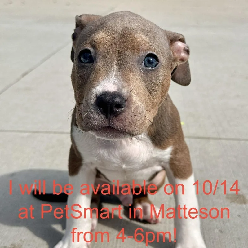 A baby small-sized male Pit Bull Terrier dog named Rat for adoption in Matteson, IL