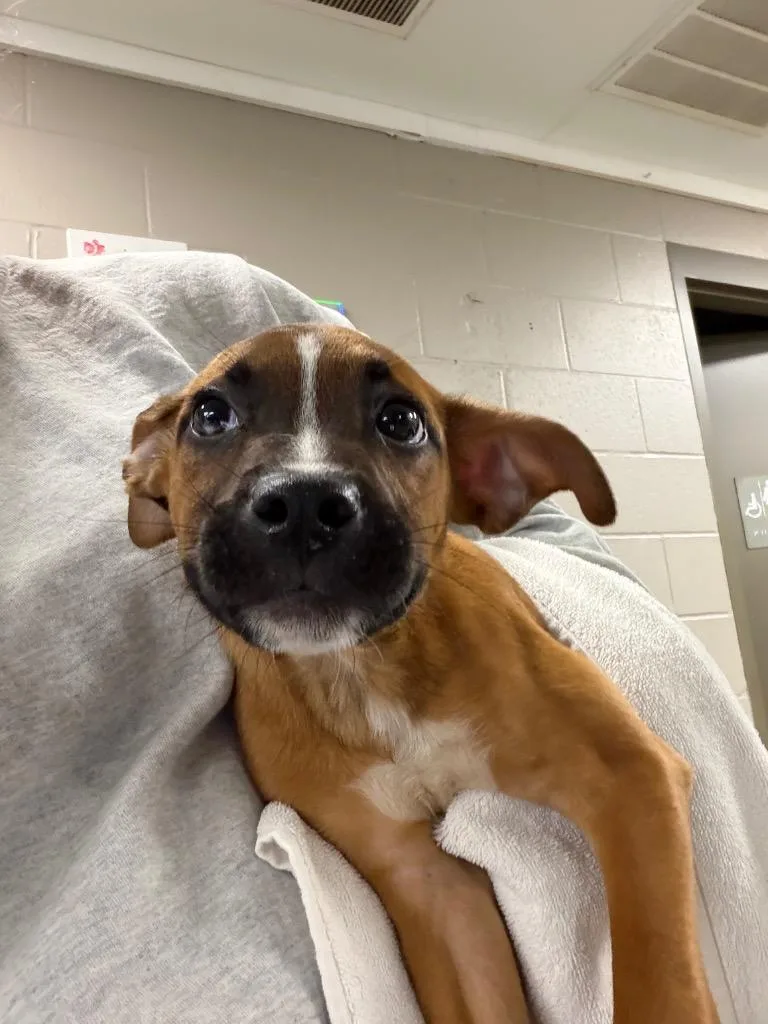 A baby medium-sized male Terrier dog named Chandler for adoption in Hopkinsville, KY
