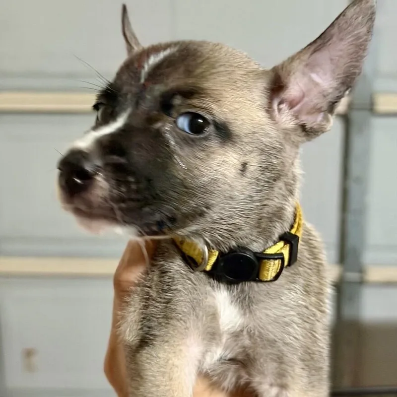 A baby medium-sized female Yellow / Tan / Blond / Fawn Shepherd dog named Anni Albers for adoption in Houston, TX