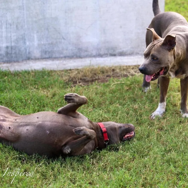 An adult medium-sized female Gray / Blue / Silver Mixed Breed dog named Sylvie for adoption in Frederiksted, VI