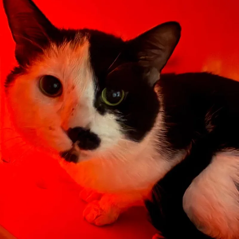 An adult large-sized male White Domestic Short Hair cat named Farmer for adoption in Waukesha, WI