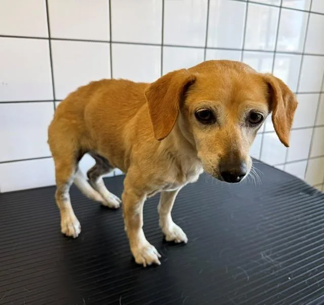 A senior medium-sized female Chihuahua dog named Feisty for adoption in Downey, CA
