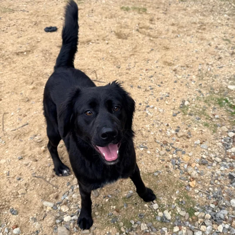 Ct Kalani thumbnail 4