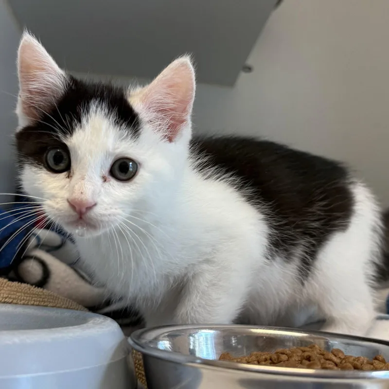 A baby small-sized male Black Domestic Short Hair cat named Cow for adoption in Oakland, CA